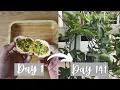 Download Lagu Growing passion fruit from seed ( 0 to 4.5 months)