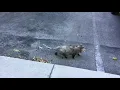 Rabid Or Distemper Opossum