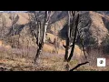 Idaho hunting unit 39