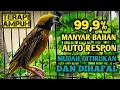 Download Lagu 99'9% bikin EMOSI, SUARA BESETAN MANYAR GACOR ampuh buat PANCINGAN MANYAR BAHAN \u0026 MANYAR MALAS BUNYI