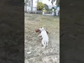 Download Lagu Pitbull vs Dogo Argentino💀aggressive pitbull ko pel diya😳#pitbull#dogoargentino#viral#shorts