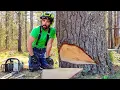 STEP-BY-STEP GUIDE TO CUTTING LARGE TREES