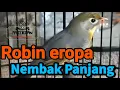 Download Lagu Burung Robin Eropa Nembak Cocok Buat Isian