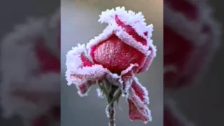 ودونى على البيت حبيبى نعيش مع بعض فيه 