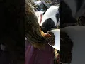 Download Lagu Today, the cats don't know where to go, and there are three left to eat food #shortvideo #cat #cute