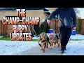 The Champ Champ Puppy Updates XL American Bullies
