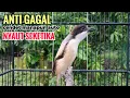 Lagu Suara Cendet Gacor Toet toet Efektif Anti Gagal Bikin Cendet Malas pun Langsung Nyaut Bunyi Seketika