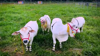 Non stop playing every day 😂| Did you ever see any cow this tiny and active? 🙌| Nadipathy cattle