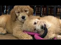 Las Vegas Joins Clark County North Las Vegas in Banning Dog Cat Sales in Pet Stores