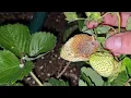 Slug Issues