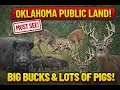 Oklahoma Public Land Epic Bucks Pigs and Bucks Fighting