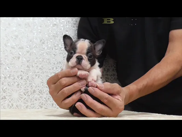 動画
