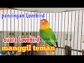 Download Lagu suara Lovebird memanggil teman suara nya bikin Lovebird satu rumah langsung bunyi bersahutan