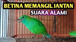 cucak ranting betina asli memanggil jantan