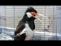 Download Lagu Pancingan Jalak Suren Gacor Mompa Full Variasi, Masteran Suara Burung Jalak Gacor Full Isian Mewah
