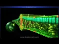 Internal structure of dicotyledonous leaf