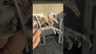 مرگ کبوتر عوارض آب مشترک با پرنده های وحشی مثل چغوک و موسی تقی عامل بیماری کبوتر بلندپرواز شورت بازی 