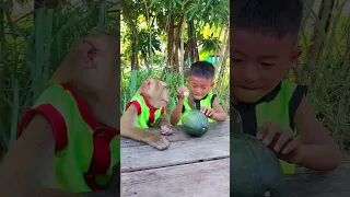 Koko monkey making watermelon juice with brother