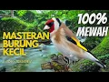 Download Lagu MASTERAN BURUNG GOLDFINCH GACOR NEMBAK NGEROLL - EMILY KICAU