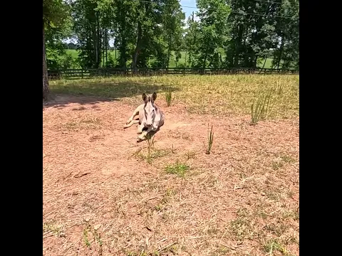 How to Tell a $50 donkey from a $200 Donkey!