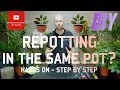Lagu Repotting in the same pot 🪴? DIY