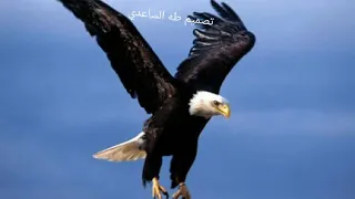 نغمة النسر الجديدة         دندنها