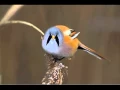 Lagu BEARDED TIT CALL