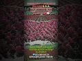 Download Lagu RESEPSI 1 ABAD NU DI SIDOARJO💪💪💪 KURANG LEBIH 12.000 BANSER HADIR DI ACARA TERSEBUT🔥🔥🔥