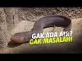 Download Lagu Hidup 4 Tahun Tanpa Air - Lungfish #AlamSemenit