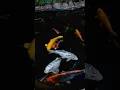 Download Lagu Being next to my koi always brings me joy.Agree? #koi #nishikigoi #japanese #beautiful #pond #carp