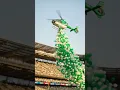 Download Lagu 14 august video | Pakistan Zindabad #14august #14augustvideo #pakistanday #independenceday