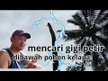 Download Lagu MENCARI GIGI PETIR DIBAWAH POHON KELAPA YANG TERKENA PETIR