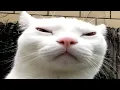 cats causing problems