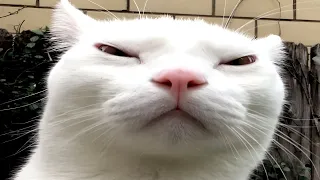 cats causing problems