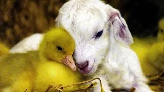 فيلم كرتون عالي الجودة مطر من نار HD 