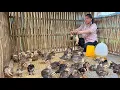Download Lagu Parents buy for baby chickens,Sua happily went to catch chicks to raise in the new coop.