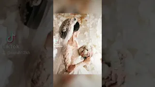 لابقلك الأبيض زهير جوده لايك اشتراك بالقناه ليصلك كل جديد Love Subscribe 