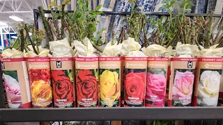 Check out these beautiful grade 1 Bare Root Rose varieties at Sam s Club - end of January 2024