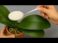 Download Lagu Geef hem op deze manier voeding en de orchidee zal als een gek bloeien, overvloedig en langdurig
