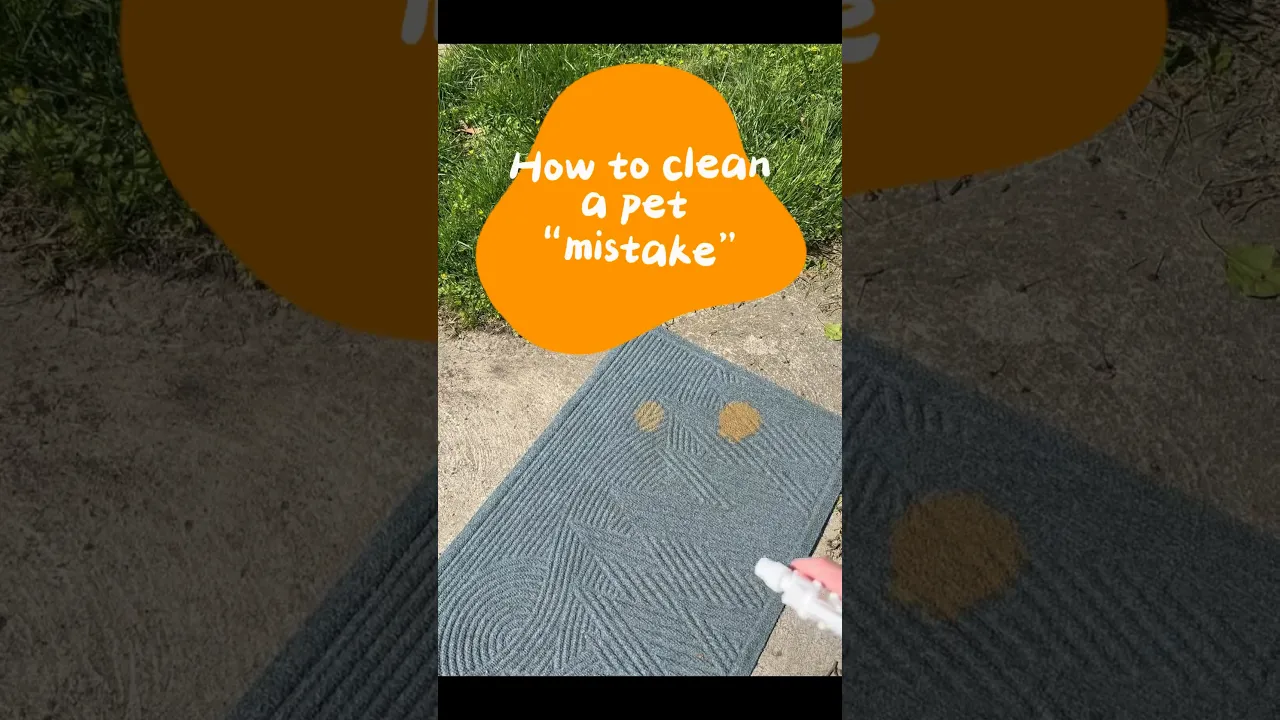 Pet 'Oops' Concentrate | Enzyme Cleaner