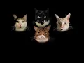 Bohemian Catsody - A Rhapsody Parody Song for Every Cat Queen and King!
