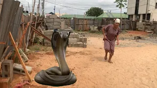 snake girl full episode 2026 nollywood trending movie 