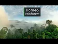 Download Lagu In the jungles of Borneo - Rainforest sounds