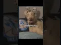 Download Lagu SkinWalker Disguised As Animals 😫 PRT-07 #viral #ytshorts #skinwalker #youtube