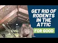 Lagu 5 Step Solution to Get Rid of Rodents Like Mice and Rats in Your Attic for Good!!