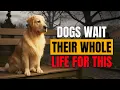 Download Lagu 8 geheime liefdesdaden die je hond droomt