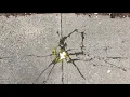 Physics of an Egg Drop - Kim Julison