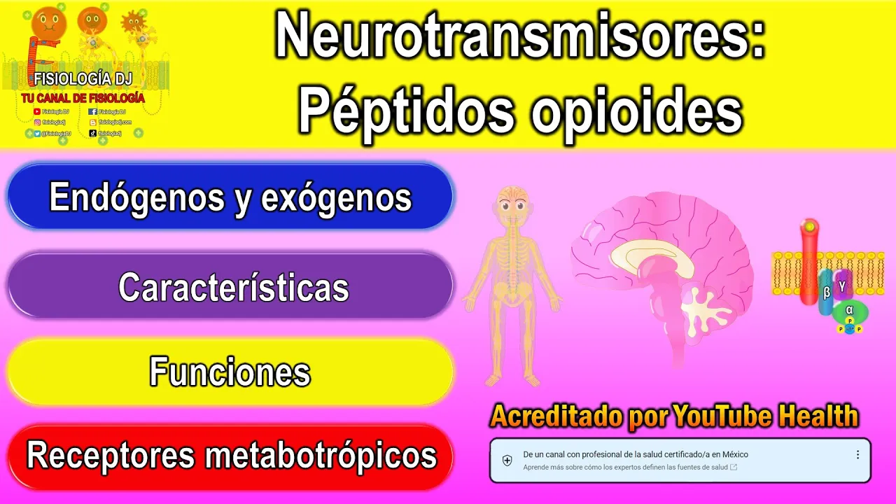 Neurotransmisores | Sistema nervioso central | Péptidos opioides, endorfinas, encefalinas y mas