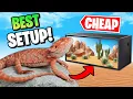 Best Bearded Dragon Setup on a Budget