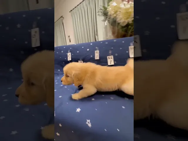 動画
